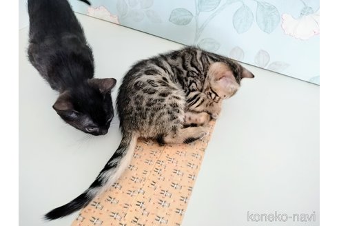 販売中の東京都のベンガル-115476の2枚目